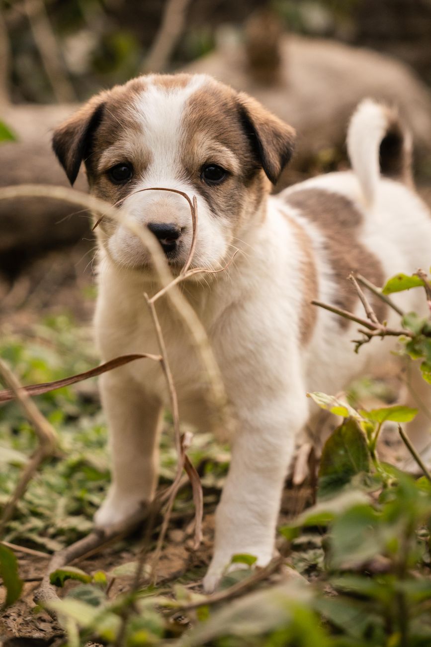 adorable brown and white puppy outdoors